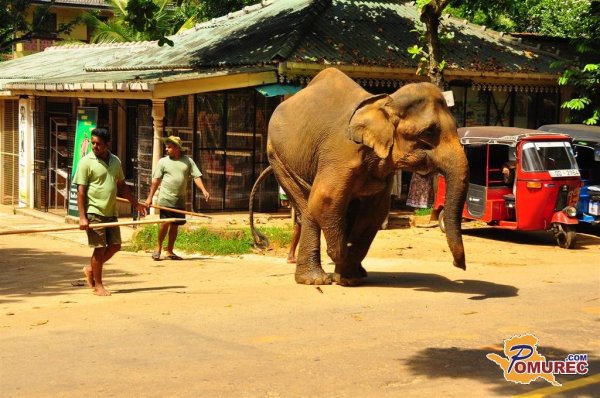 Pinnawella - sirotišnica za slone na Šrilanki